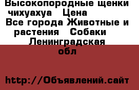 Высокопородные щенки чихуахуа › Цена ­ 25 000 - Все города Животные и растения » Собаки   . Ленинградская обл.